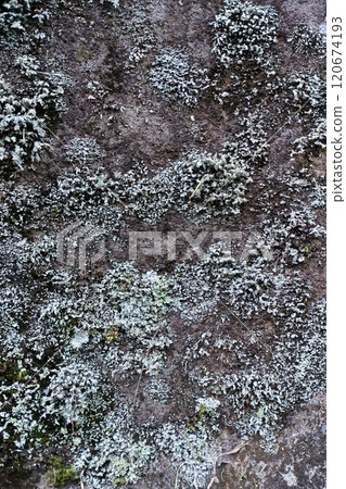 The surface of the mossy rock The surface of the mossy rock 120674193