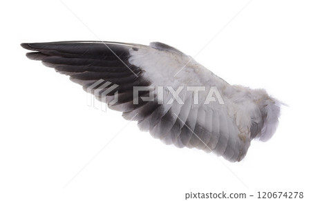 Bird wings isolated on white background. with clipping path Bird wings isolated on white background. with clipping path 120674278