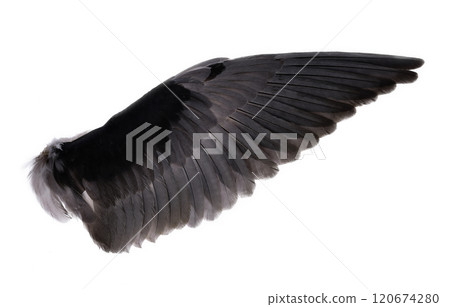 Bird wings isolated on white background. with clipping path 120674280