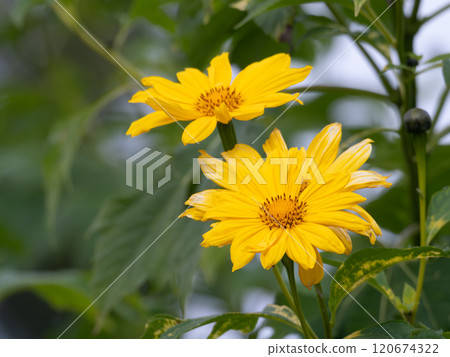 Medicinal properties of Aster nidobegi Medicinal properties of Aster nidobegi 120674322