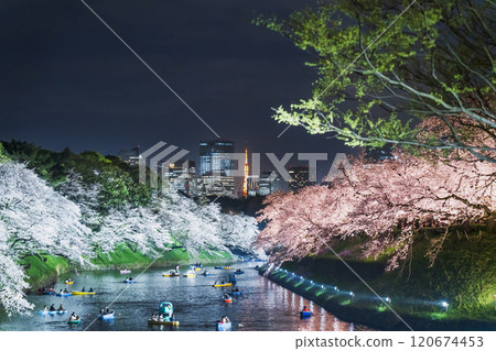 Spring night view of Chidorigafuchi in Tokyo: Illuminated cherry blossoms in full bloom and buildings [Chiyoda Ward, Tokyo] 120674453