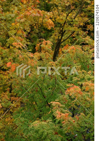Autumn bush mountain ash tree in park in sun. Natural autumn background. 120674584