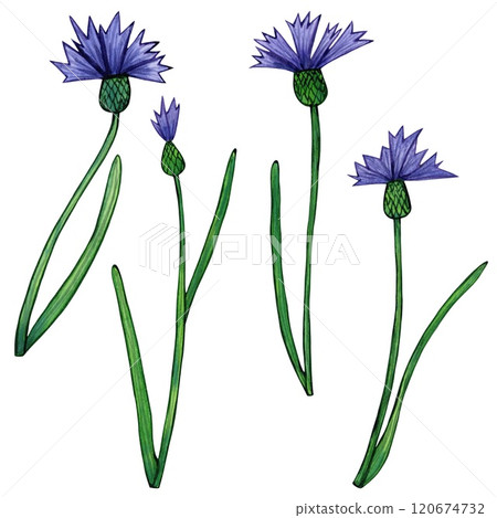 Cornflower with blue blooms and vibrant green leaves watercolor illustration. Composition of flowers, purple buds, foliage, and greenery. Herbal botanical drawing, isolated on a white background Cornflower with blue blooms and vibrant green leaves watercolor illustration. Composition of flowers, purple buds, foliage, and greenery. Herbal botanical drawing, isolated on a white background 120674732