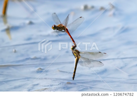 Dragonfly laying eggs on the surface of the water 120674782