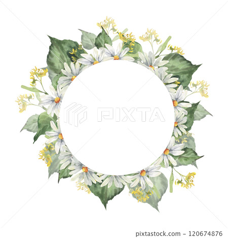 Floral summer wreath with white chamomile flowers and green linden branches watercolor illustration.Hand drawn frame forest tree leaves, field daisy for cosmetics packing,medicine label, logo design Floral summer wreath with white chamomile flowers and green linden branches watercolor illustration.Hand drawn frame forest tree leaves, field daisy for cosmetics packing,medicine label, logo design 120674876