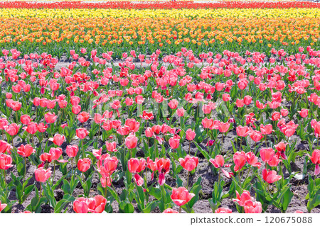 多彩的鬱金香場 120675088