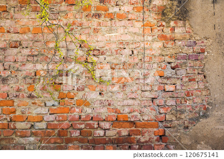 old brick wall. grunge surface with plant in front old brick wall. grunge surface with plant in front 120675141