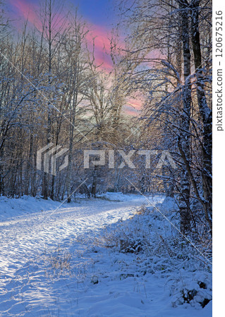 Snow-covered forest path with vibrant sky, creating a dramatic and serene winter landscape 120675216