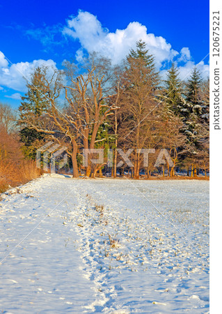 Snow-covered meadow with the sun rising, surrounded by trees, capturing a peaceful winter morning 120675221