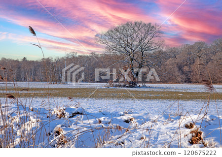 Snow-covered field with a lone tree and vibrant sky, creating a dramatic and serene winter landscape 120675222