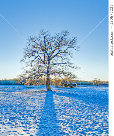 Snow-covered meadow with the sun rising, surrounded by trees, capturing a peaceful winter morning 120675223