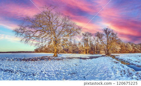 Snow-covered field with a lone tree and vibrant sky, creating a dramatic and serene winter landscape Snow-covered field with a lone tree and vibrant sky, creating a dramatic and serene winter landscape 120675225