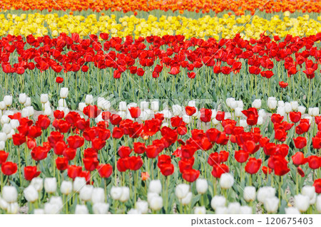 多彩的鬱金香場 120675403