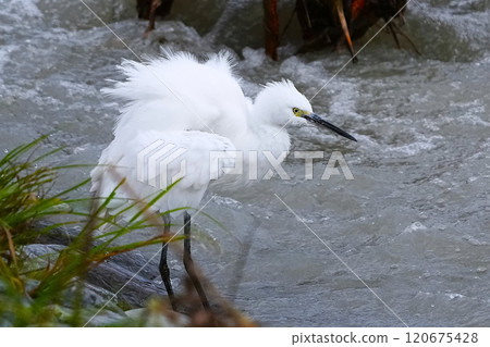 Heron Heron 120675428