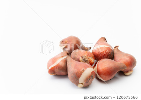 白色背景上的多個鬱金香球莖 白色背景上的多個鬱金香球莖 120675566