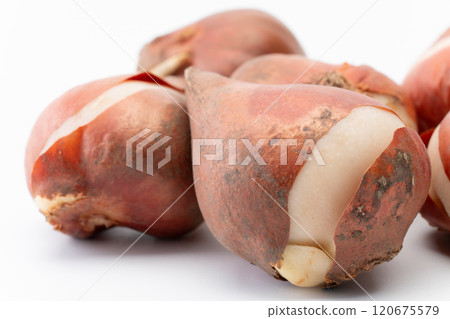 Tulip bulbs close-up 120675579