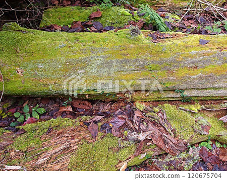 Image of a moss-covered fallen tree 120675704
