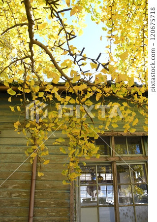Large ginkgo with yellow leaves Large ginkgo with yellow leaves 120675718