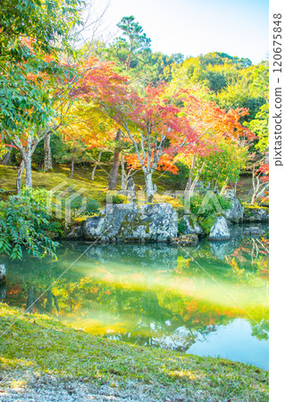 [Kyoto Scenery] Tenryu-ji Temple: A stroll-style garden with a pond and autumn leaves 120675848