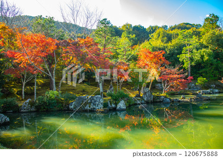 [Kyoto Scenery] Tenryu-ji Temple: A stroll-style garden with a pond and autumn leaves 120675888