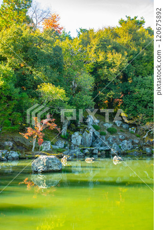 [Kyoto Scenery] Tenryu-ji Temple: A stroll-style garden with a pond and autumn leaves 120675892