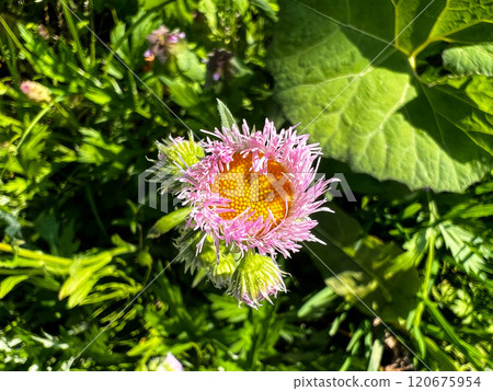 我最喜歡的花~Halgeon~ 120675954