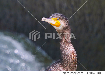 Cormorant Cormorant 120676006
