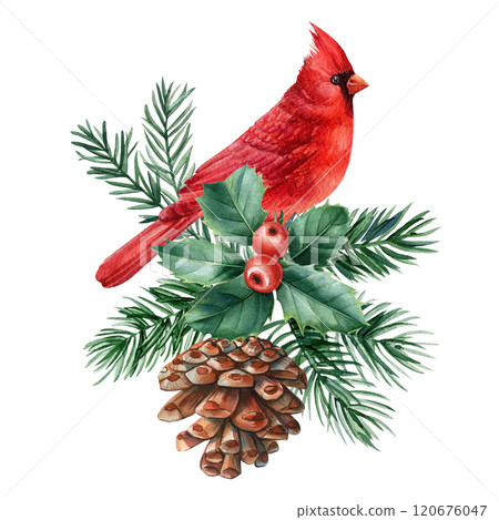 Watercolor red cardinal on branch holly leaves, vibrant berries, pinecones and greenery, festive Christmas illustration 120676047