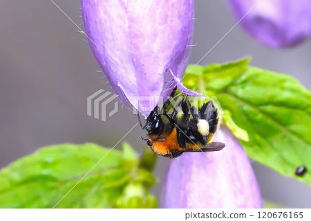 insect perched on flowers 120676165