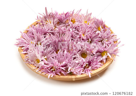 山形特產食用菊花 山形特產食用菊花 120676182