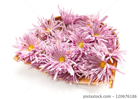 山形特產食用菊花 120676186
