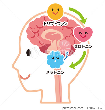 Serotonin secretion, brain health 120676432