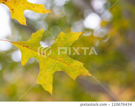美國橡樹的黃葉 美國橡樹的黃葉 120676434