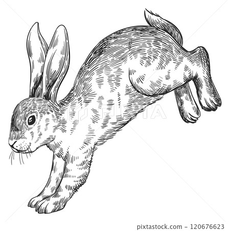 Jumping rabbit. Hand drawn hare. Bunny sketch Jumping rabbit. Hand drawn hare. Bunny sketch 120676623