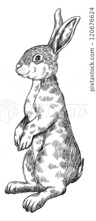 Rabbit sketch. Hand drawn hare. Animal drawing Rabbit sketch. Hand drawn hare. Animal drawing 120676624