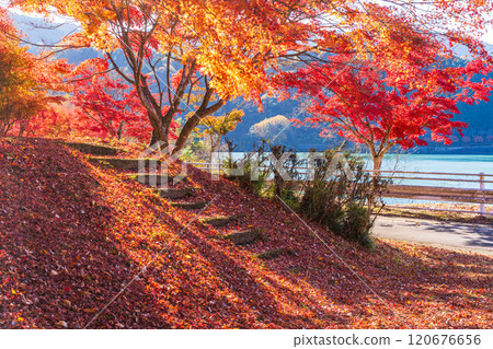 [Kanagawa Prefecture] Autumn leaves at Lake Tanzawa and Chiyosawa Parking Lot 120676656