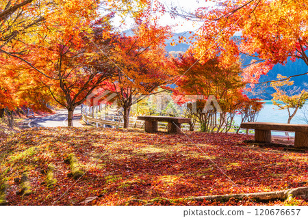 [Kanagawa Prefecture] Autumn leaves at Lake Tanzawa and Chiyosawa Parking Lot 120676657