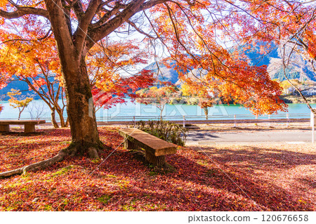[Kanagawa Prefecture] Autumn leaves at Lake Tanzawa and Chiyosawa Parking Lot 120676658