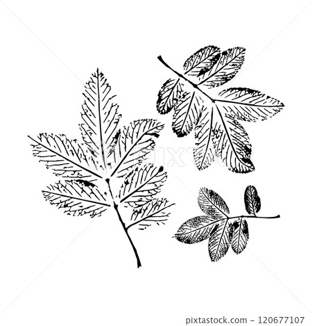 Black and white illustration of three detailed leaf sketches on white background. 120677107