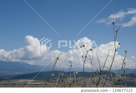 Dry wild plants against a backdrop of mountains and white airy clouds in sunny weather. 120677125