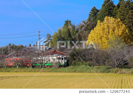 A train stops at Kazusa-Tsurumai Station, surrounded by colorful ginkgo trees. A train stops at Kazusa-Tsurumai Station, surrounded by colorful ginkgo trees. 120677243