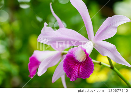 Beautiful Orchid 07 120677340