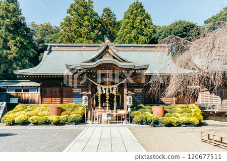 Yoshida Shrine (Miyauchicho, Mito City, Ibaraki Prefecture) Chrysanthemum Festival 120677511