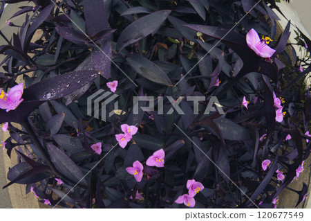 [Murasaki Palace] Purple flowers blooming in autumn [Fisheye] 120677549