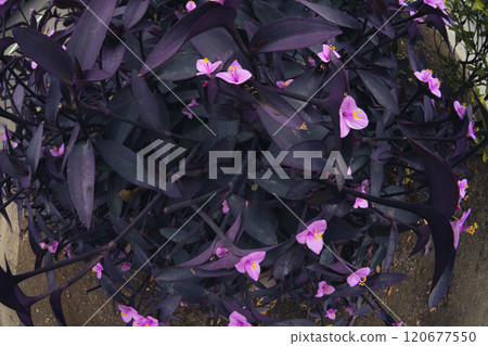 [Murasaki Palace] Purple flowers blooming in autumn [Fisheye] 120677550