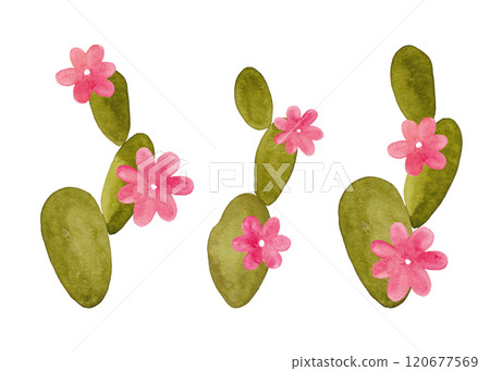 Cactus. Blooming tropical plants. Succulents with flowers in the desert. Summer and flowering plants. Cartoon style illustration Cactus. Blooming tropical plants. Succulents with flowers in the desert. Summer and flowering plants. Cartoon style illustration 120677569