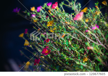 [Moss-rose Purslane] Colorful portulaca japonica shining on autumn street corners 120677605