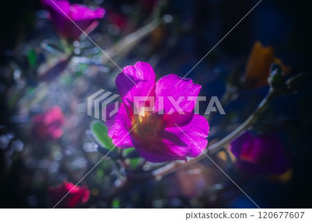 [Moss-rose Purslane] Colorful portulaca japonica shining on autumn street corners 120677607