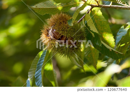 A chestnut that has been produced A chestnut that has been produced 120677640