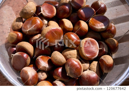 Harvested chestnuts Harvested chestnuts 120677642